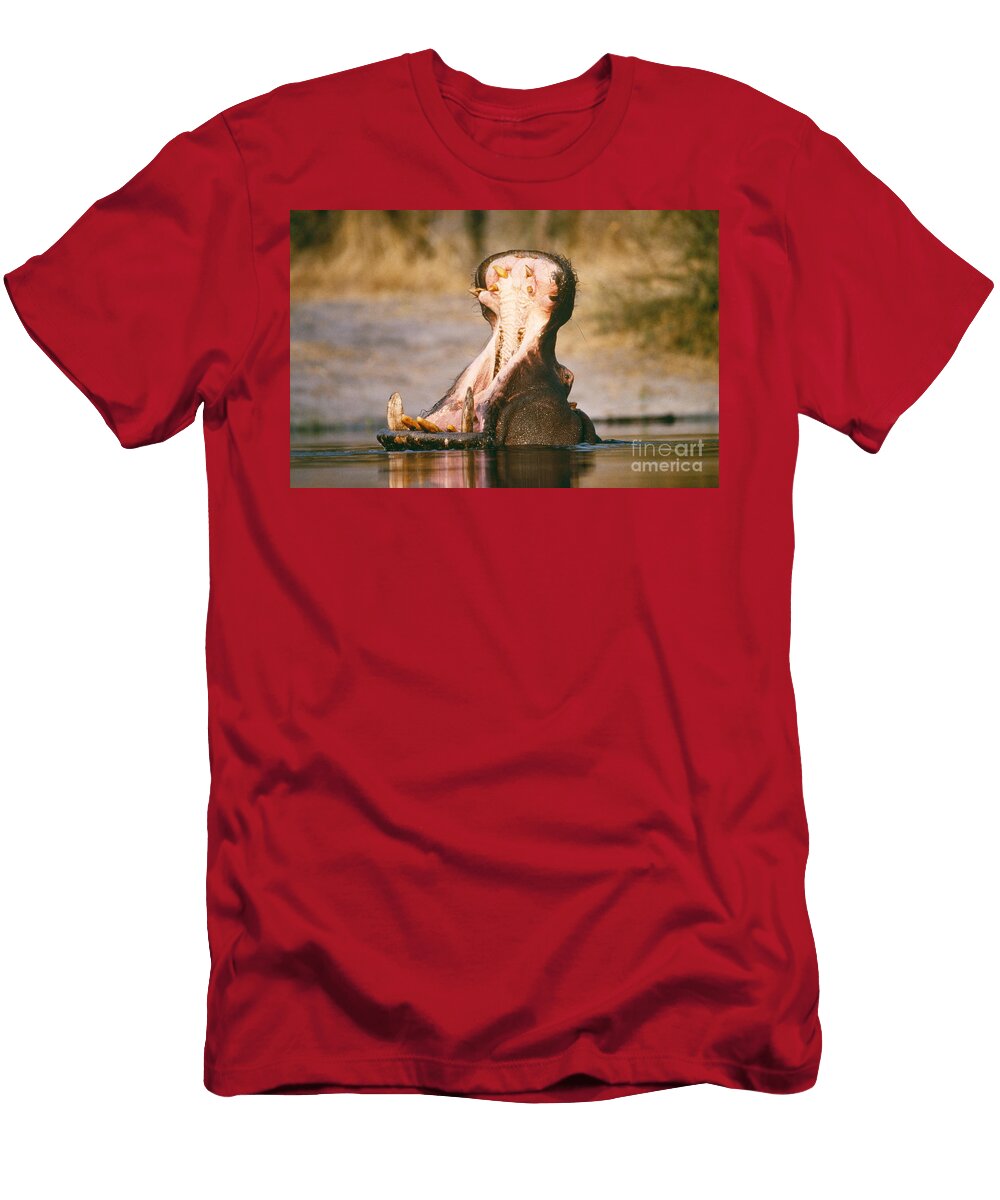 Hippopotamus Threat Display Gregory G Dimijian Md T-Shirt